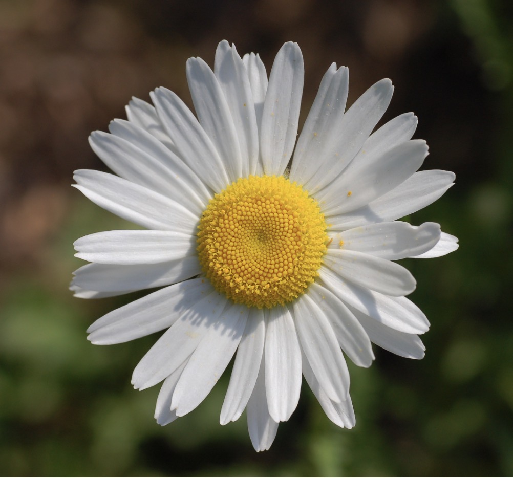 <p>Ox-eye daisy Latin name</p>
