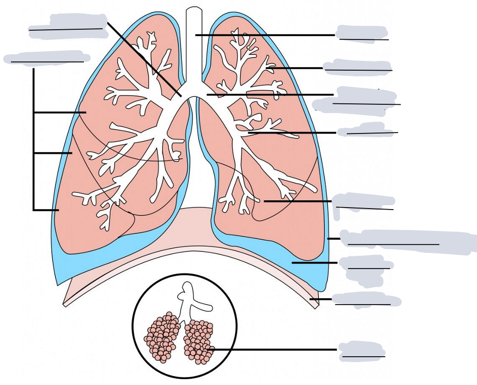 <p>fill in the gaps to label the lungs</p>