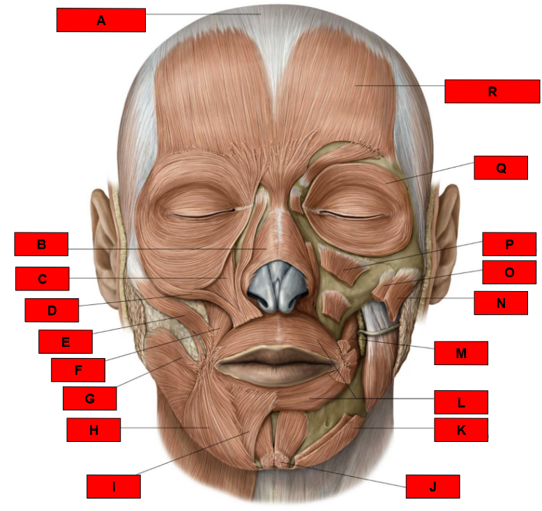<p>What is indicated by G?</p>