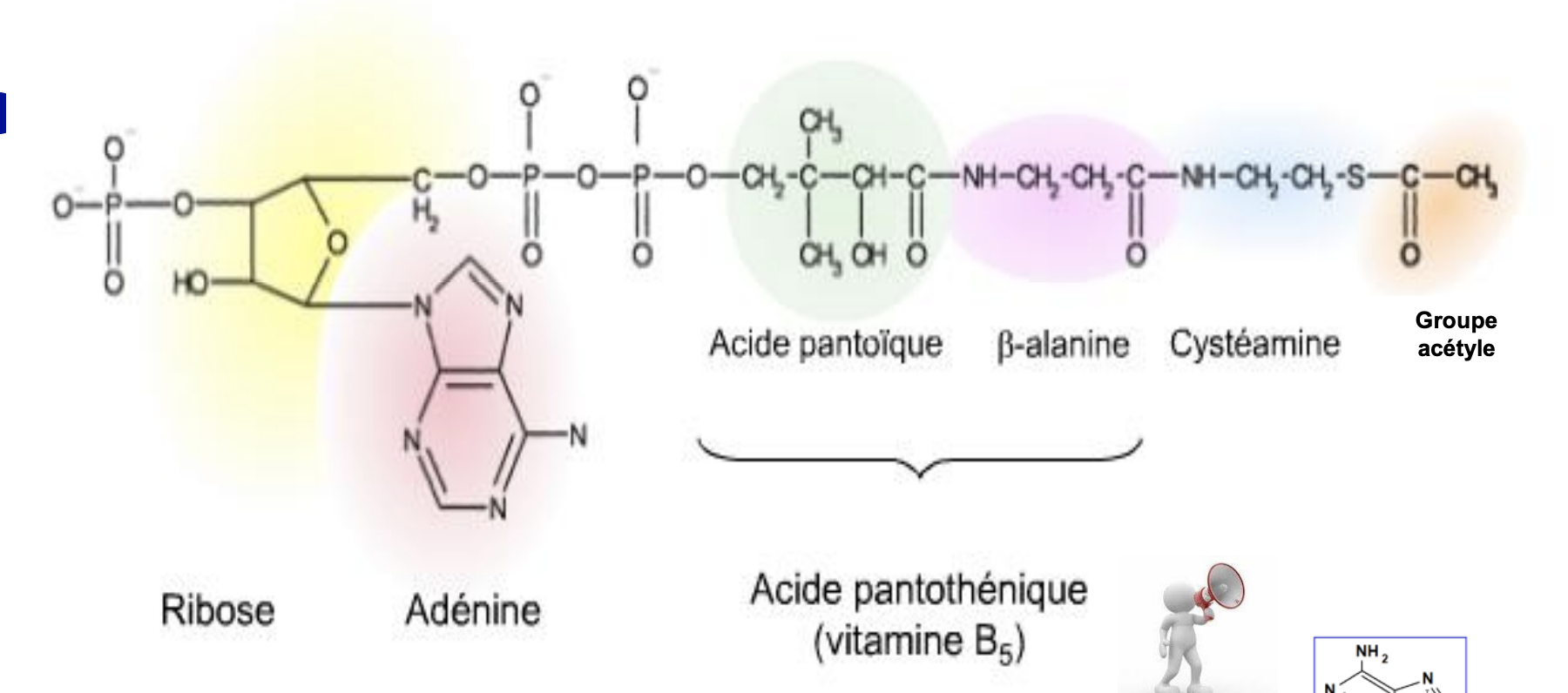 <p>acétyl coenzyme A groupe acétyle lié au dérivé de la vitamine b5</p>