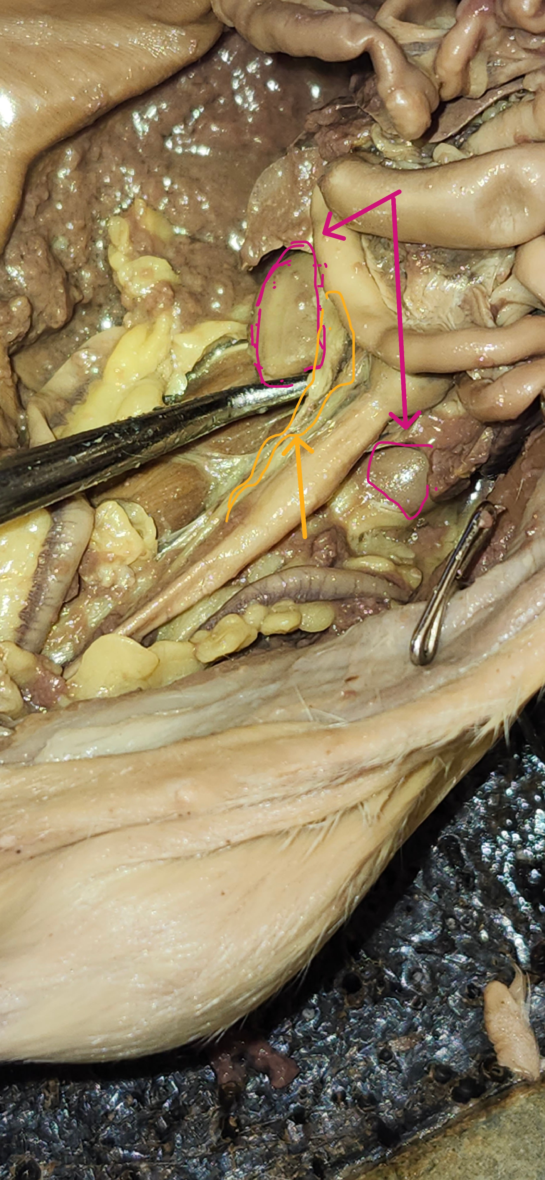 <p>Identify the structures</p>