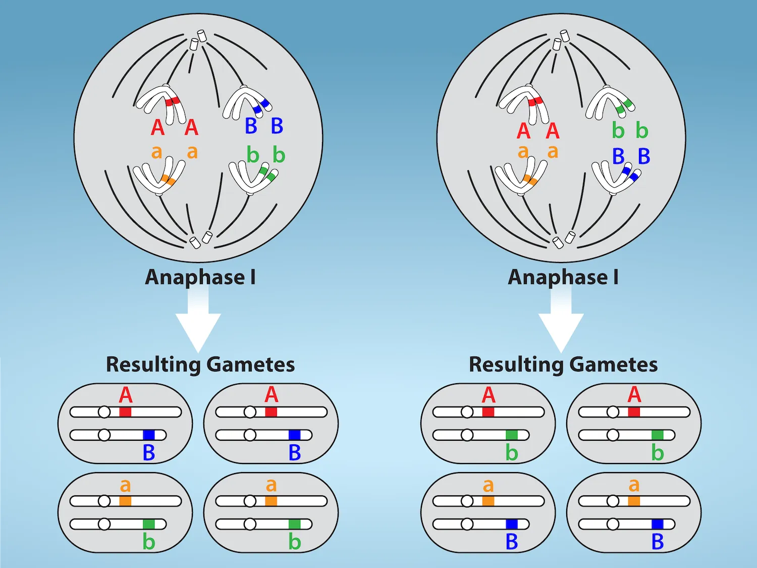 <p>-microtubules pull the linked chromosomes apart</p><p>-the sister chromatids remain tightly bound together at the centromere</p><p>-the chiasmata are broken in anaphase I as the microtubules attached to the fused kinetochores pull the homologous chromosomes apart</p>