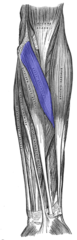 <p>mid-lateral shaft of radius</p>