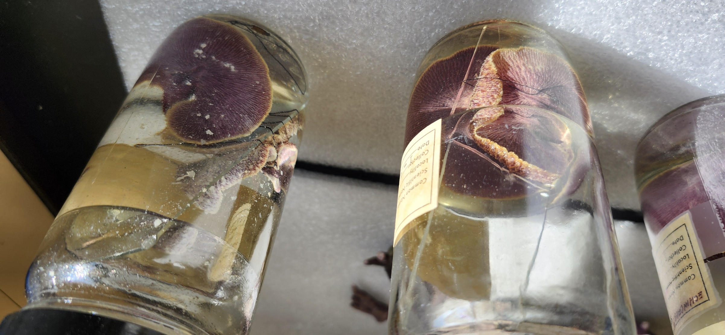 <p>What is the name of the phylum, class, and genus of the organism?</p>