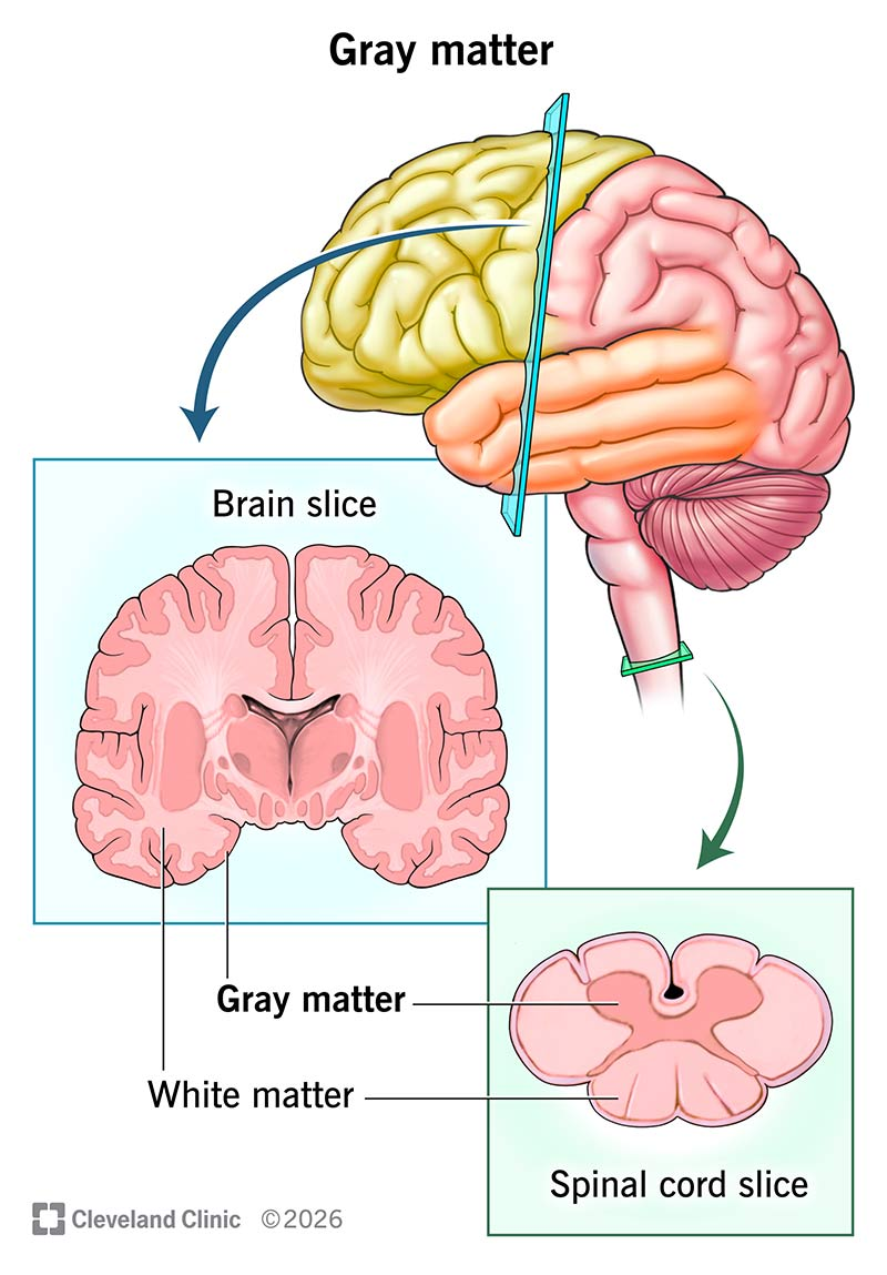 <ul><li><p>rich in axons</p></li><li><p>also contains glial cells and a few neuronal soma</p></li><li><p>looks white in color (from the myelin covering the axons)</p><ul><li><p>White matter named in several different ways: fasciculus, funiculus, lemniscus, peduncle, tract</p></li></ul></li></ul><p></p>