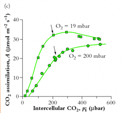 <p>how is CO2 assimilation affected by the presence of O2 </p>