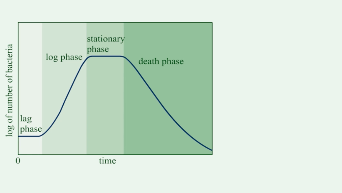 <ul><li><p><em>Its a closed system and has the following phases: lag phase, exponential phase, stationary phase, death phase. </em></p></li></ul><p></p>
