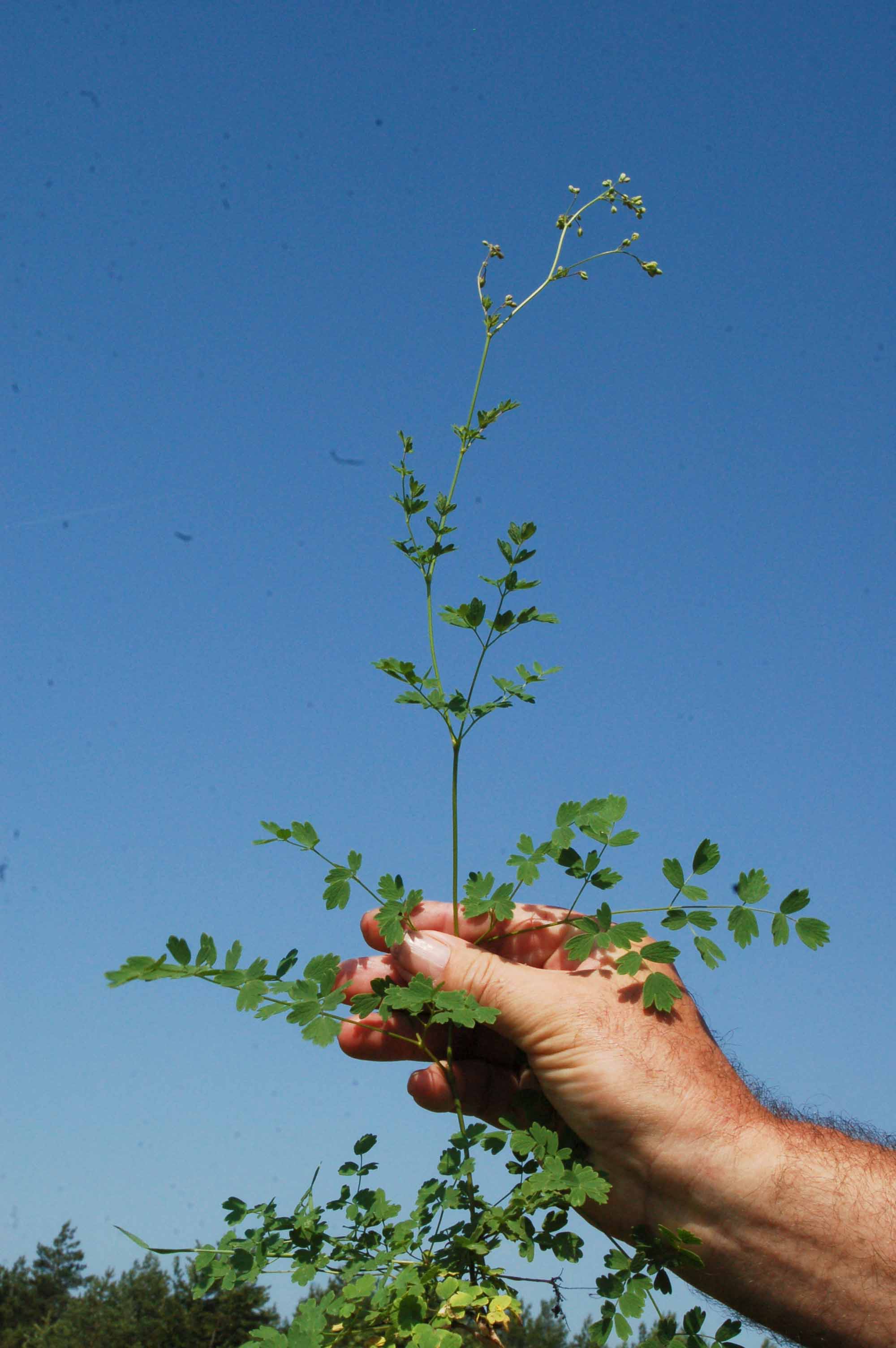 <p><span style="background-color: rgba(0, 0, 0, 0); line-height: 27px;">Klasa <strong>TRIFOLIO-GERANIETEA </strong></span>związek <strong>Ciepłolubne okrajki</strong></p>