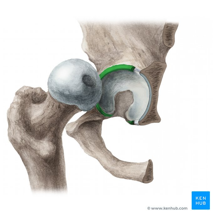 <p>What is this specific tissue called that deepens the socket of the Acetabulofemoral Joint</p>