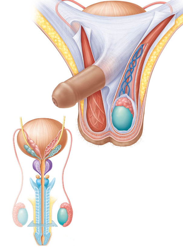 <p>Duct through which <strong>sperm cells exit the epididymis/testes.</strong></p><ul><li><p>Begins at the tail of the epididymis</p></li><li><p>Enters the abdominopelvic cavity through a fibrous tunnel (<strong>inguinal canal</strong>) → loops over the ureter on the posterior side of the bladder → joins the <strong>seminal vesicles </strong>→ enters the <strong>prostatic urethra</strong></p></li></ul><p></p>