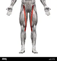 <p>Flexes, abducts and laterally rotates thigh; flexes leg at knee</p>