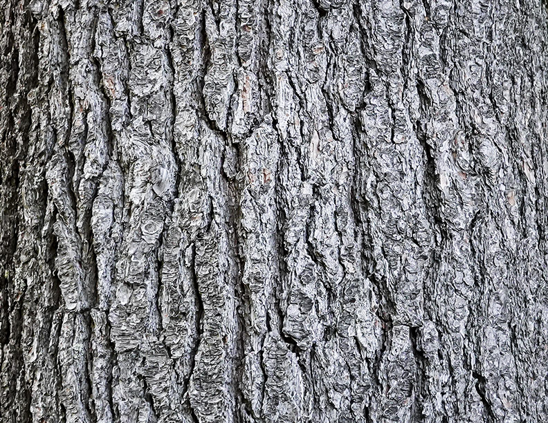 <p>bundles of 5, 3-6in long needles, long/slender cones</p>