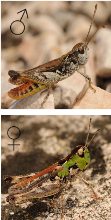 <p>small grasshopper (male 10-15mm, female 11-16mm), male have antennae with dark club, green/brown/black, wings reach to end of abdomen, side keels pronotum angularly curved and deeply indented</p>