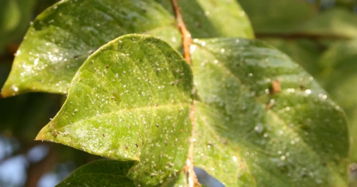 <ul><li><p>surface feature</p></li><li><p>sticky</p></li></ul><p></p>