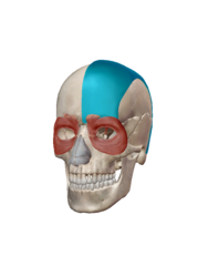 <p>tenses and retracts scalp</p>