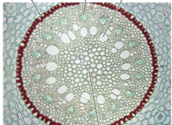 <p>What structure is this? </p>