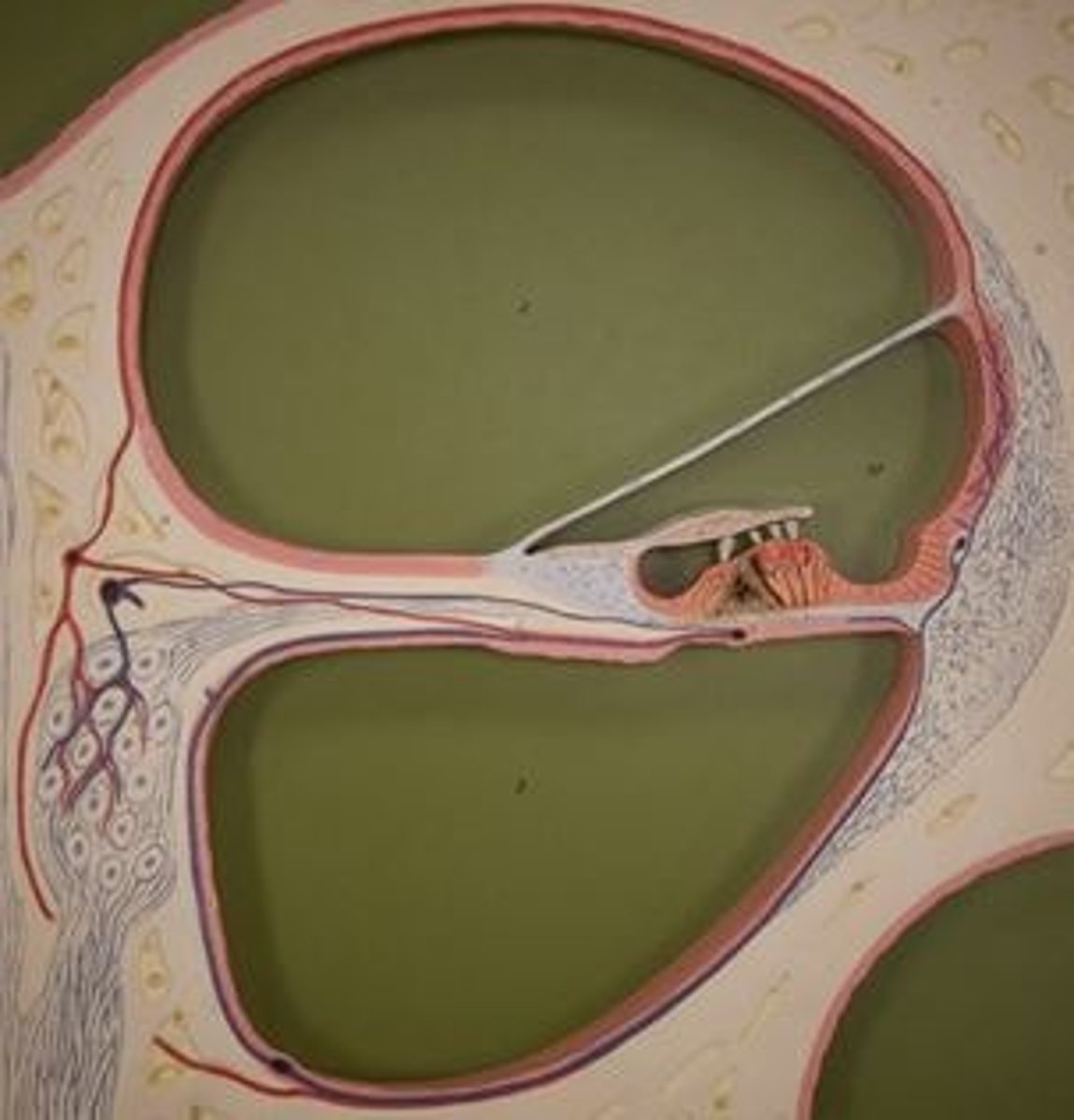 <p>Identify the structure represented by this model.</p>
