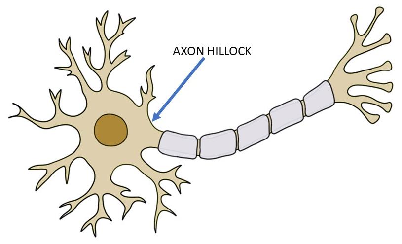 <p><span>What is the axon hillock?</span></p>