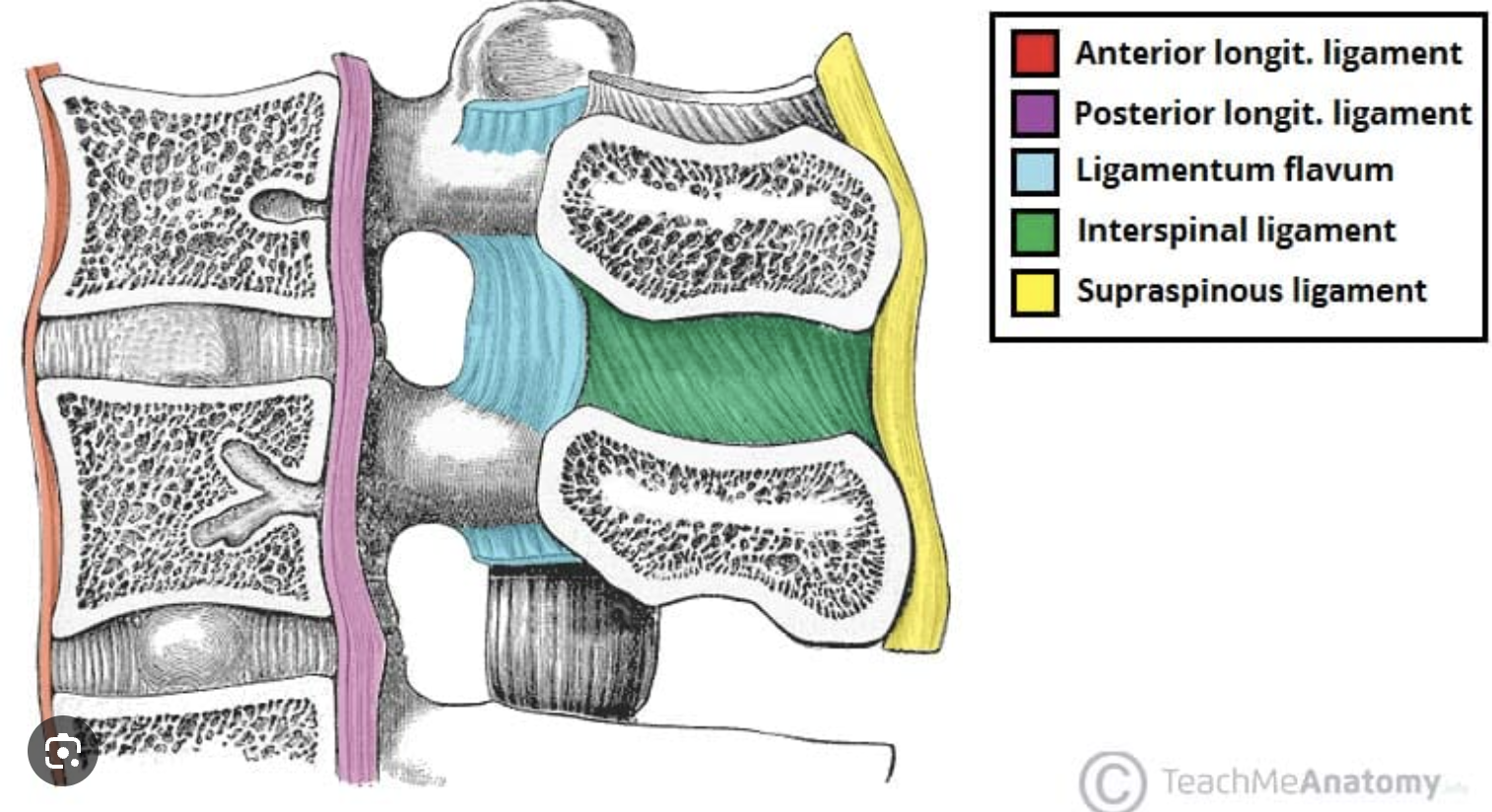 <p>ligamentum nuchae, ligamenta flava, anterior and posterior longitudinal ligaments, tectorial membrane, transverse ligament of atlas</p>