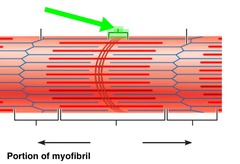 <p>- The region at the center of an A band of a sarcomere that is made up of myosin only. The H zone gets shorter (and may disappear) during muscle contraction.</p>