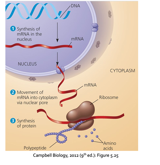 <ul><li><p>The process where the ribosome reads mRNA and uses tRNA to assemble amino acids in the correct order, building a protein according to the original DNA instructions</p></li></ul><p></p>