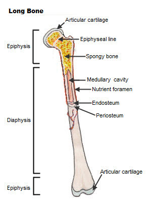 <p>What are bones composed of? What is the purpose of bones?</p>