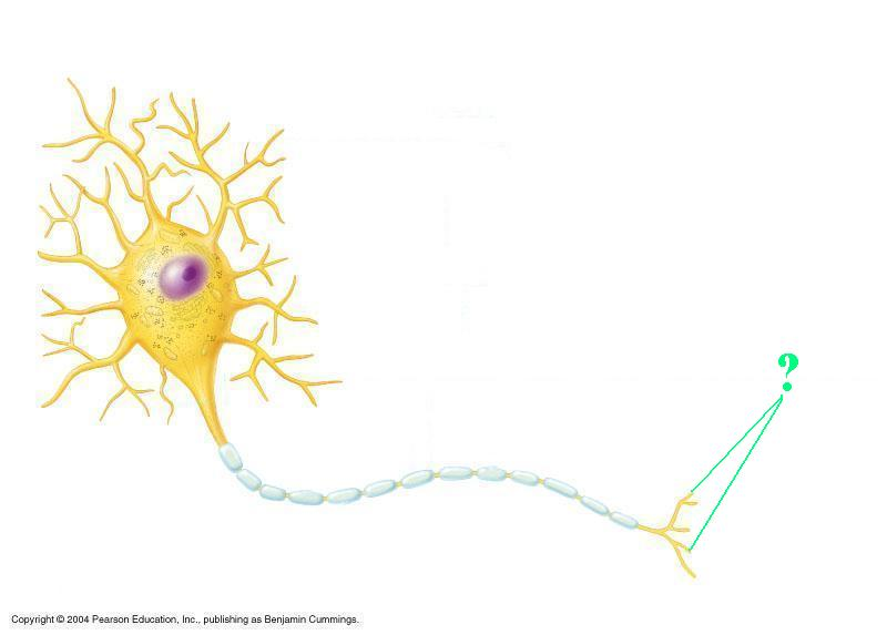 <p>Ientify the indicated part of a neuron</p>
