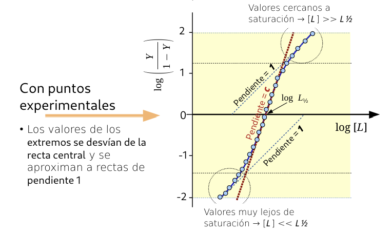 <ul><li><p><span>La <strong>recta con pendiente </strong></span><span style="line-height: 1.15;"><strong>c</strong></span> se encuentra exclusivamente en la <strong>parte central de la curva</strong> (alrededor de la semisaturación)</p></li><li><p><span>En los extremos (valores a muy baja saturación y valores cercanos a la alta saturación), los puntos se desvían de la recta central y se produce una curvatura cuyas asíntotas <strong>tienden a rectas de pendiente 1</strong></span></p></li></ul><p></p>