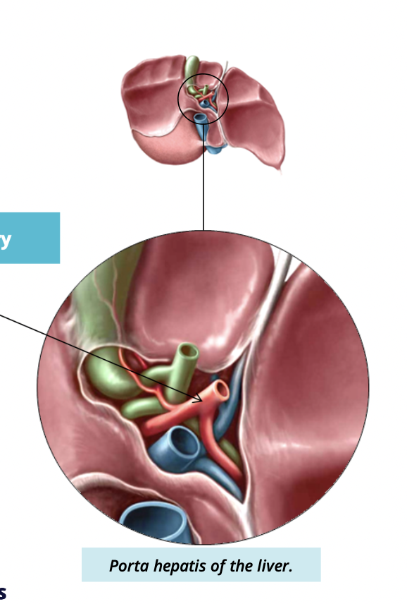 <ul><li><p>carries oxygenated blood to the liver </p></li><li><p>branches to supply each lobe </p></li></ul><p></p>