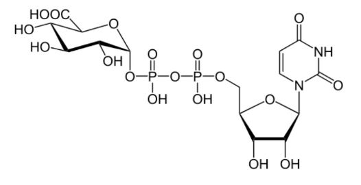 <p><span> formed in cytosol from glucose-1-phosphate in 2-step reaction:</span></p><p>• 1st step is addition of uridine diphosphate (UDP) to glucose-1-phosphate</p><p>catalyzed by UDPG pyrophosphorylase</p><p>• 2nd step is conversion of UDP glucose to UDP glucuronic acid catalyzed by</p><p>UDPG dehydrogenase; oxidation of the substrate C6 alcohol into the</p><p>corresponding carboxylic acidx</p>