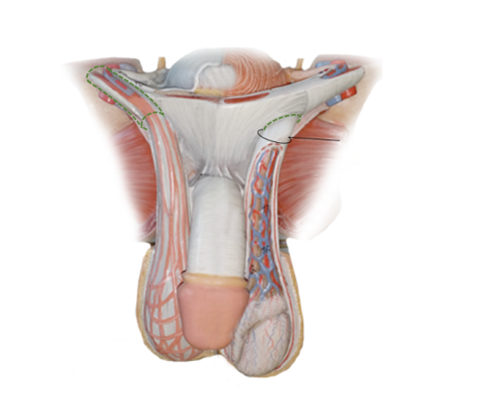 <p><span>Name the structure</span></p>