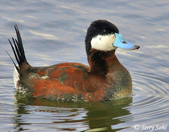 <p>A swimming bird that floats on the pond and quacks is a _____.</p>