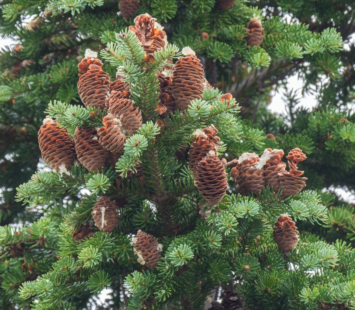 <p>pine cones point upwards</p>