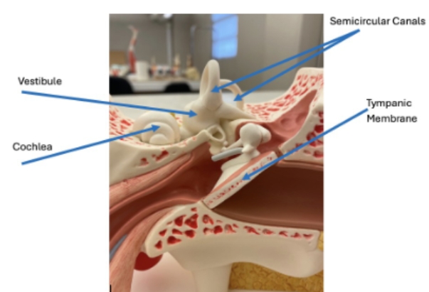 <p>semicircular canals, tympanic membrane, cochlea, vestibule</p>
