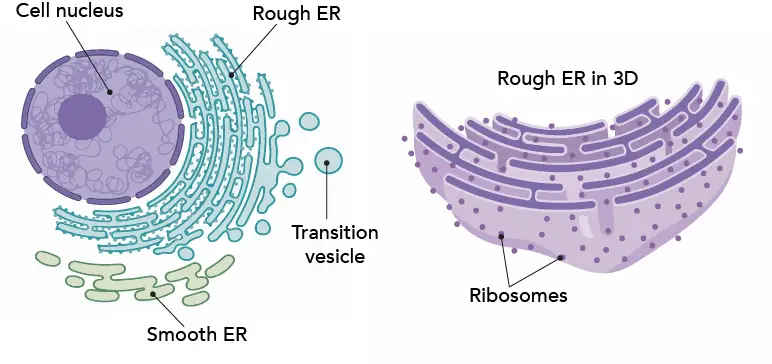 <p>Helps make and transport proteins. IT has ribosomes attached it its surface, which give it its rough appearance. </p>