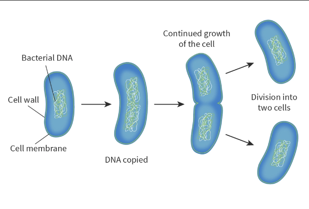 <p>What is binary fission? </p>