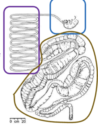 <p>What is hindgut fermentation?</p>
