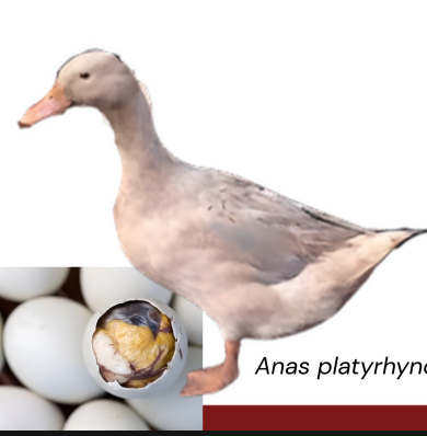 <ul><li><p>egg type</p></li><li><p>Philippines</p></li><li><p>Excellent egg layer with light brown plumage, active and good foragers, produces white eggs</p></li></ul><p></p>