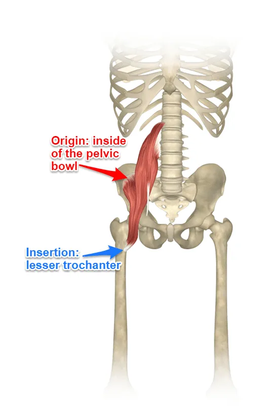 <p>Iliopsoas muscles:</p><ul><li><p>iliacus</p></li><li><p>Psoas <strong>major</strong>/minor</p></li></ul><p>both insert through a common iliopsoas tendon on the femur</p><p></p><p><strong>Origin </strong>= iliac fossa.</p><p><strong>Insertion</strong> = lesser trochanter via iliopsoas tendon.</p><p><strong>Action </strong>= <strong>prime mover of thigh flexion</strong> and flexes trunk</p>