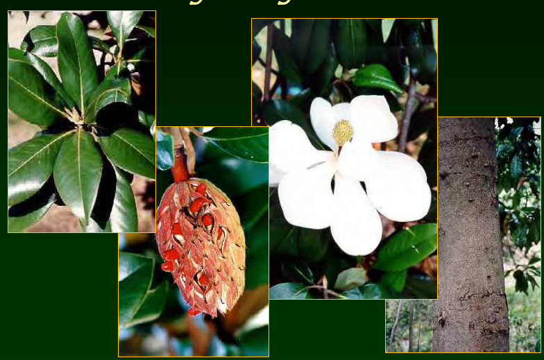 <p>•</p><p>MS state tree</p><p>•</p><p>Key Characters:</p><p>•</p><p>Large evergreen leaves</p><p>•</p><p>Usually pubescent underneath</p><p>•</p><p>“Magnolia” scent</p><p>•</p><p>Large tree</p>