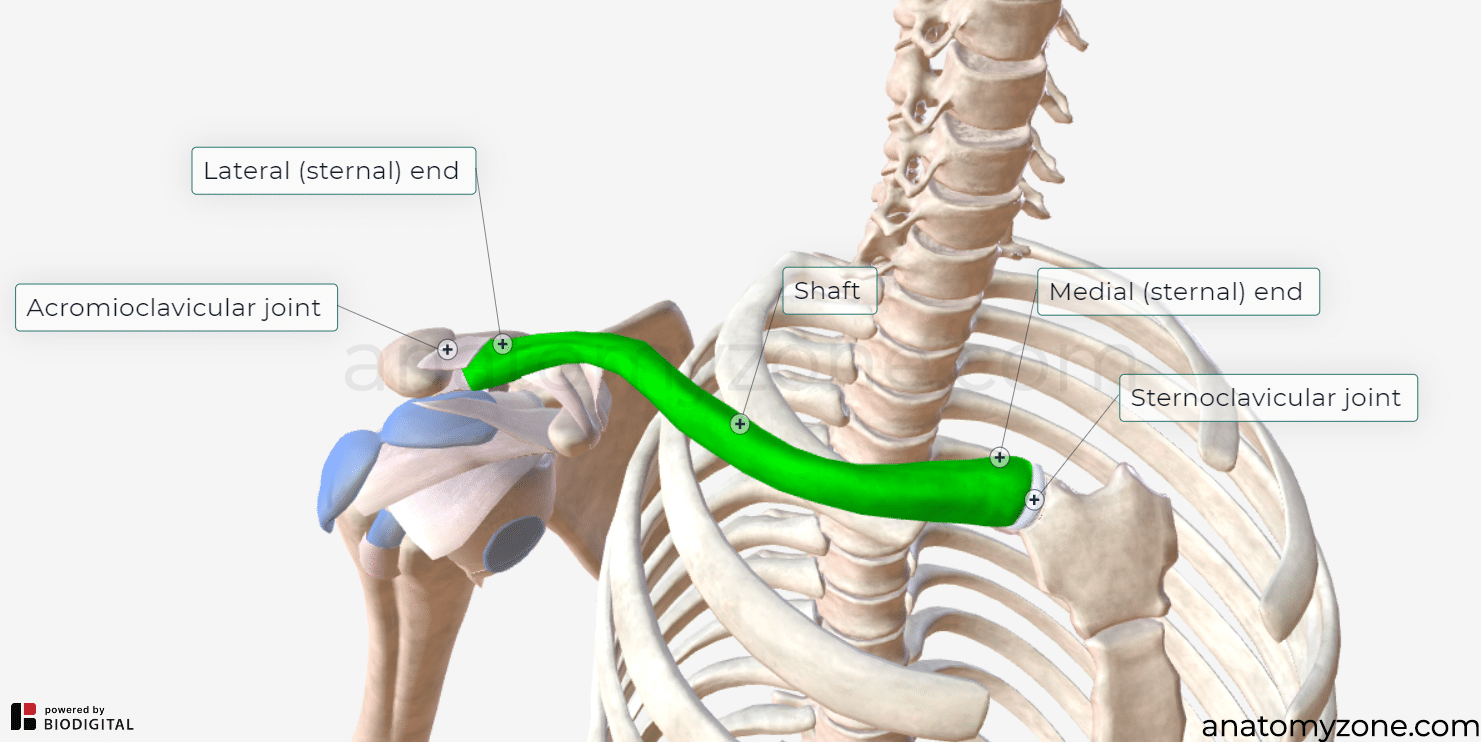 <p>Medial half - <strong>convex anteriorly</strong>; sternal end articulates with the manubrium of the sternum (<strong>Sternoclavicular joint)</strong></p><p>Lateral half - <strong>concave anteriorly</strong>; acromial end articulates with the acromion of the scapula <strong>(Acromioclavicular joint)</strong></p><p></p>