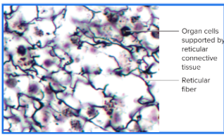 <p>What tissue</p>