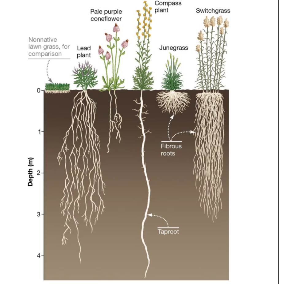 <p></p><p>root system good for a deep water table, infrequent/low amounts of precipitation, extended periods of drought</p><p></p>