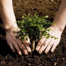 <p>n. tái trồng rừng</p><p>reforest (v)</p><p>_________ project help restore damaged ecosystems and combat climate change.</p>