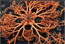 <p>Phylum<br>Class</p>