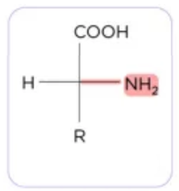 <p>Which enantiomer configuration is this Amino Acid?</p>
