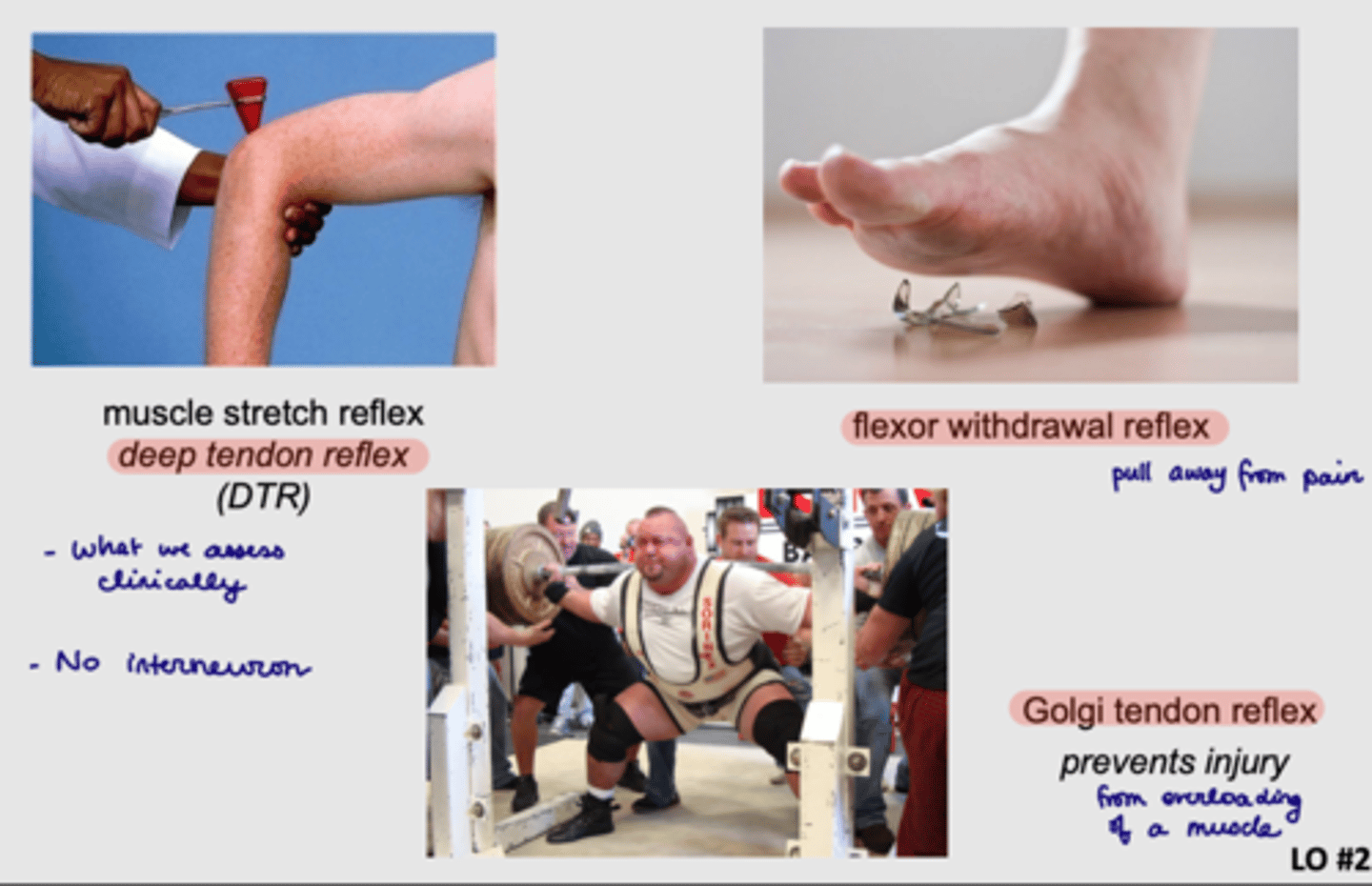 <p>Rapid, involuntary responses to stimuli</p>