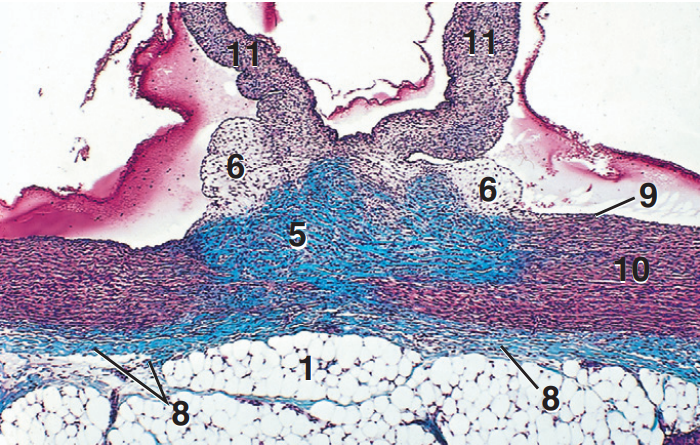 <p>Part and stain?</p>