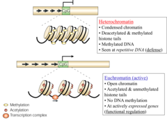 <p>Dispersed chromatin, which appears light under light microscopy.</p><p>contains genetically active DNA - expressed</p>