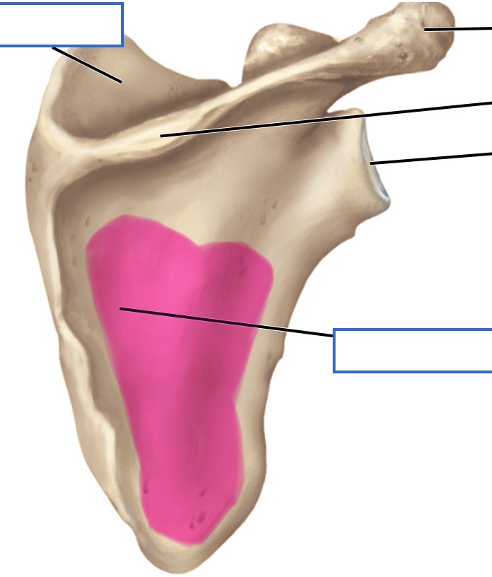 <p>posterior</p>